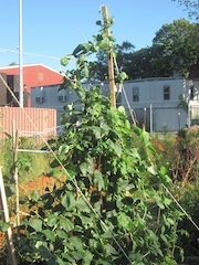 Image selected by project leader